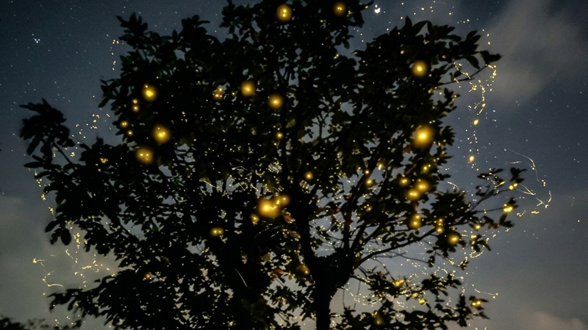 Fireflies glowing in trees at Bhandardara at night